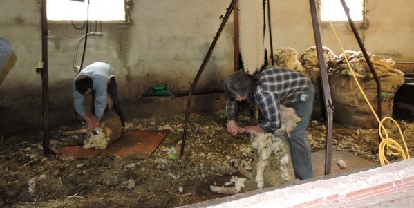 ferme-moulin-du-barthas-tonte-brebis