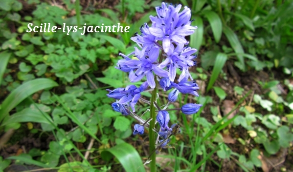 Le printemps au Moulin du Barthas – photo 2