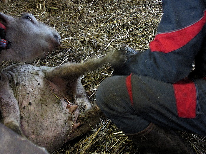 ferme-moulin-du-barthas-taille-onglons-brebis