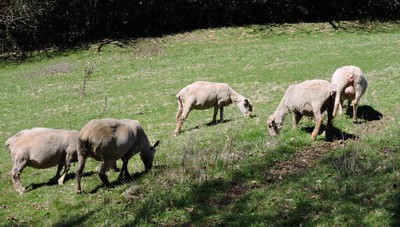 chambre-dhote-a-la-ferme-montredon-labessonnie